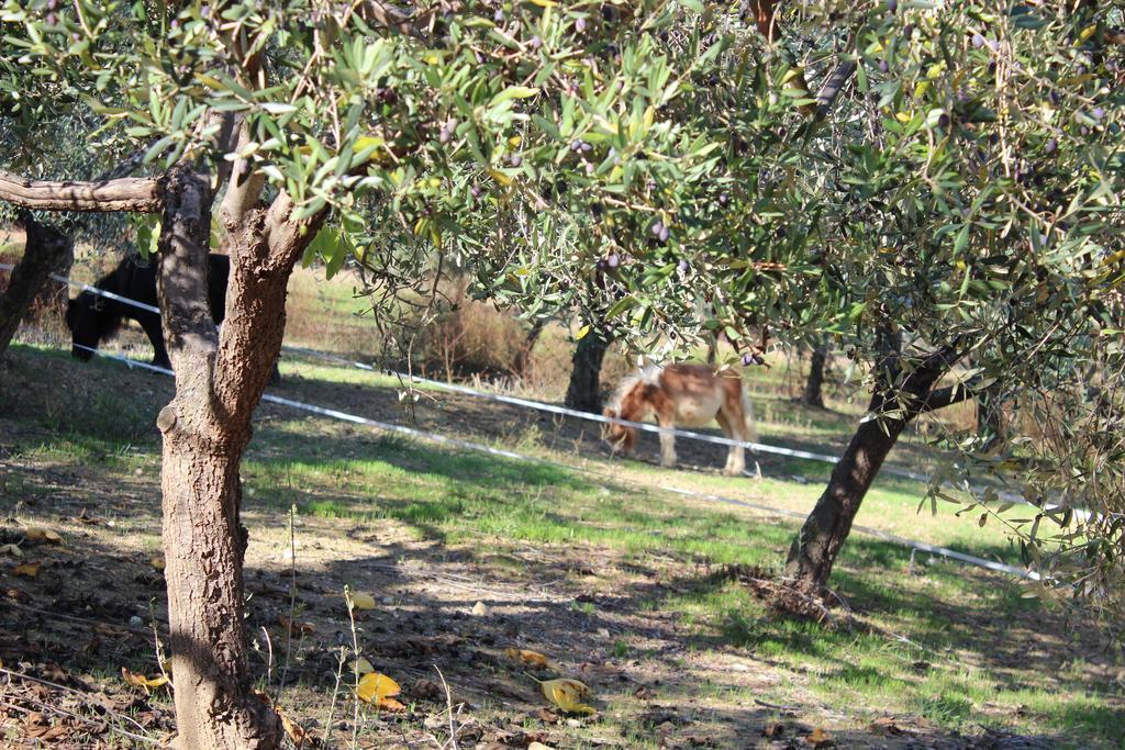 Casale Delle Rose B&B Fattoria Montepagano Экстерьер фото